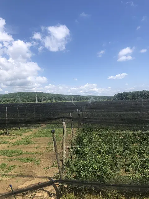 RUŽIĆ-ANTIFROST (3)