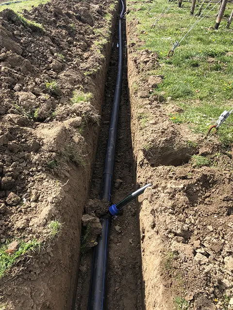 RUŽIĆ - NAVODNJAVANJE (2)